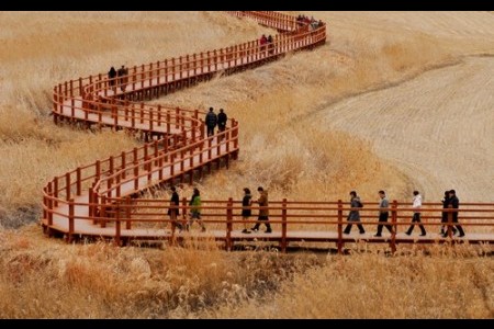 Suncheon Bay Reeds Festival 