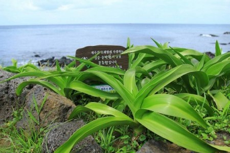 济州兔子岛文珠兰园地제주 토끼섬 문주란 자생지