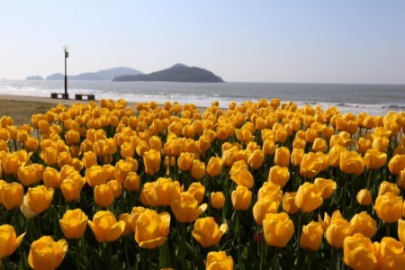 Shinan Tulip Festival 