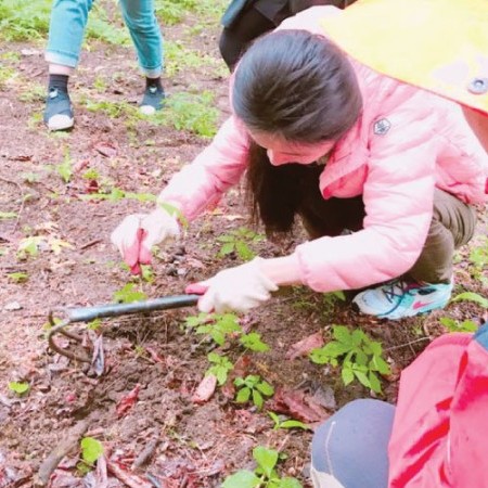 江原道人参体验1日游