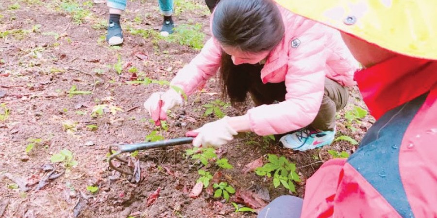 江原道人參體驗1日遊