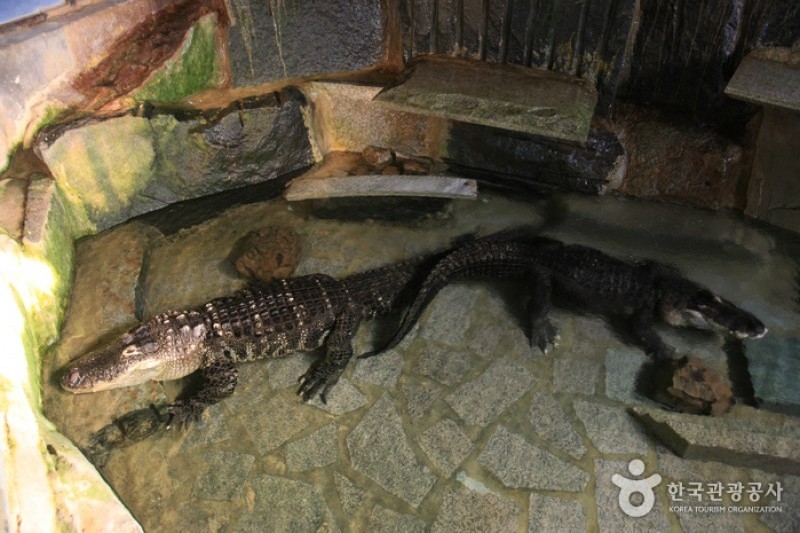 テーマ動物園ジュジュ Zoozoo 테마동물원 쥬쥬 테마동물원 쥬쥬 トリップポーズ