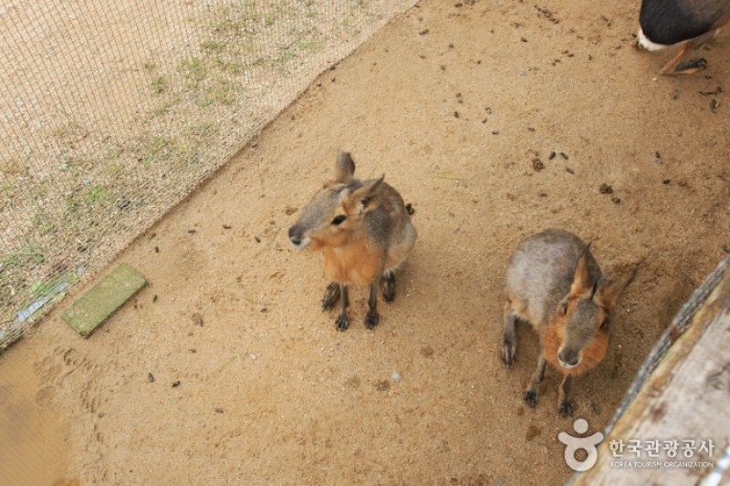 テーマ動物園ジュジュ Zoozoo 테마동물원 쥬쥬 테마동물원 쥬쥬 トリップポーズ