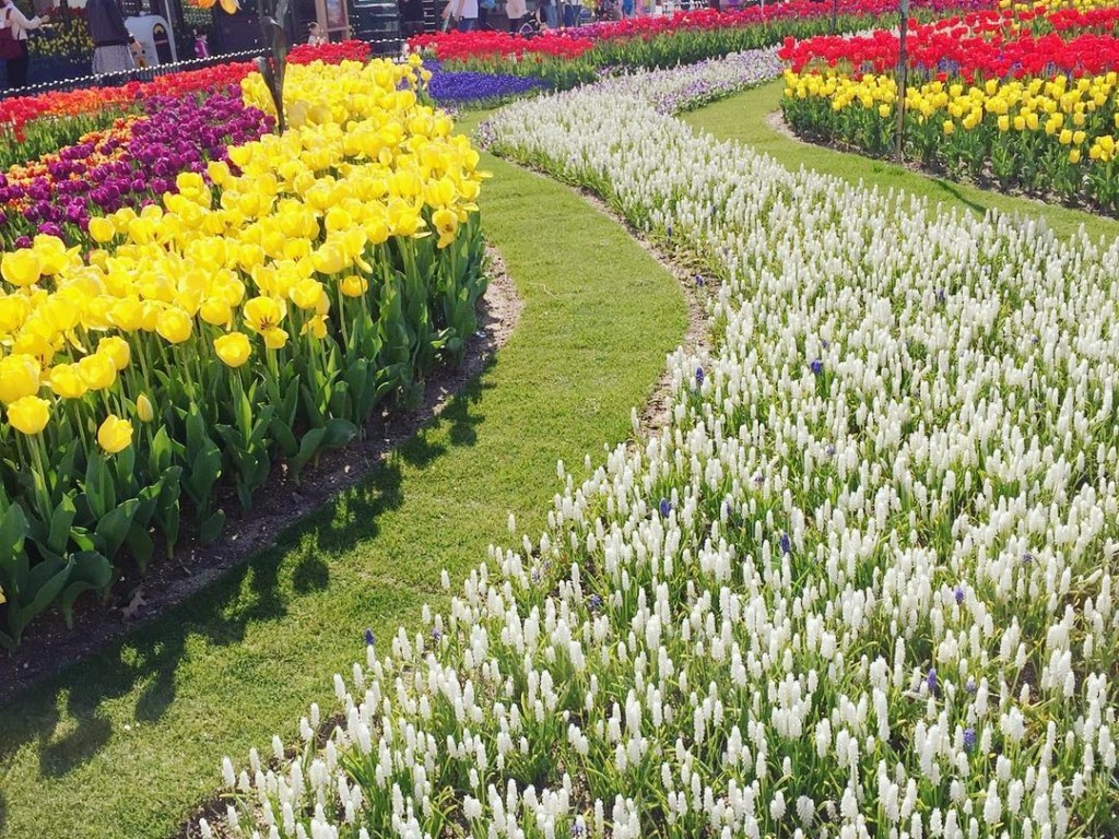 韓国旅行情報 1万本の花の祭典 エバーランドチューリップ祭りが3月16日より開催 トリップポーズ