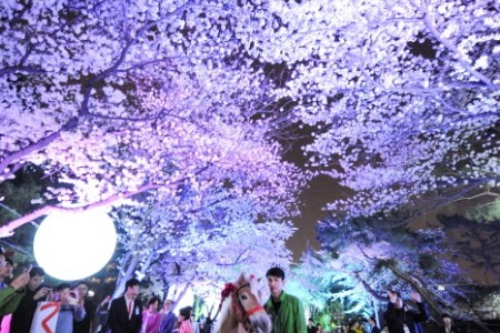 首尔LET'S RUN公园夜间樱花庆典2018 <br >렛츠런파크 서울 야간벚꽃축제 2018