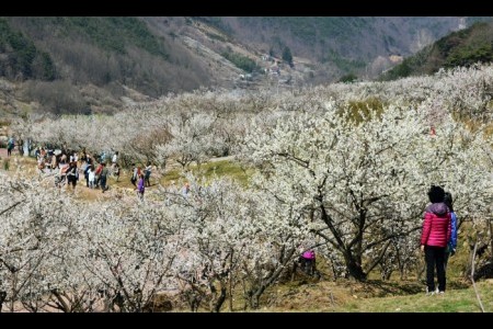 梁山院洞梅花祭り（양산원동매화축제 2018）