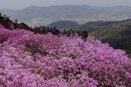 江華高麗山杜鵑節