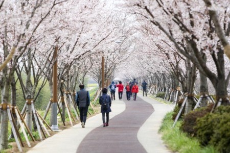 江西 洛東江辺三十里桜祭り（강서 낙동강변30리 벚꽃 축제 2018）