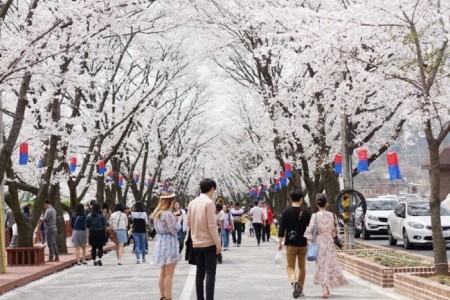 加平エデン桜並木桜祭り（가평 에덴벚꽃길 벚꽃축제）