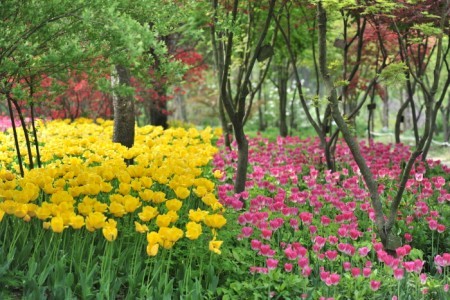 韓宅植物園 春の花フェスティバル（한택식물원 봄꽃페스티벌 2018）
