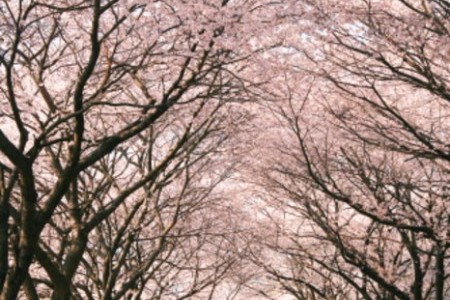 十里桜並木