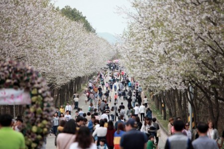 驪州興川 南漢江桜祭り（여주흥천남한강벚꽃축제）