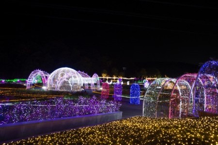 蔚山大公園バラ園光祭り