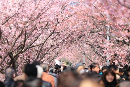 首尔庆州赏樱一天团