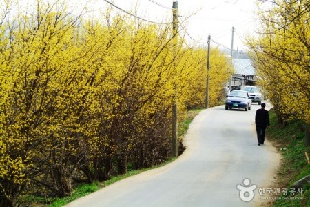 楊平 山茱萸村（양평 산수유마을）