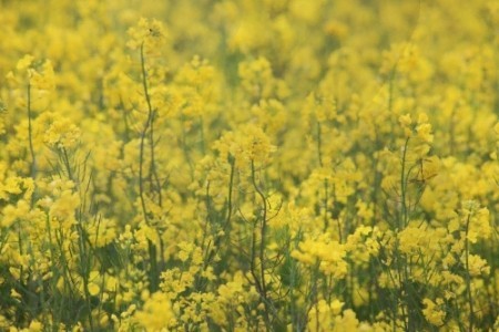 梁山 菜の花の饗宴（양산 유채꽃 향연）