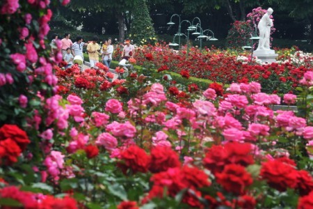 Everland Rose Festival 