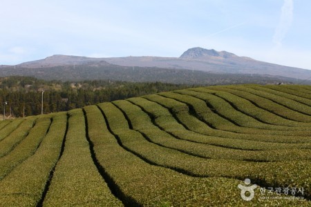 道順茶園