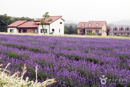 Hani Lavender Farm (하늬라벤더팜)