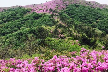 宝城日林山杜鹃文化节보성 일림산 철쭉제