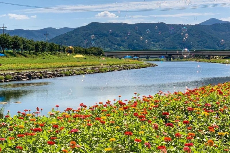 Gwangyang Cherry Blossom Festival