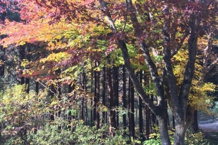 Seongsusan Recreational Forest 