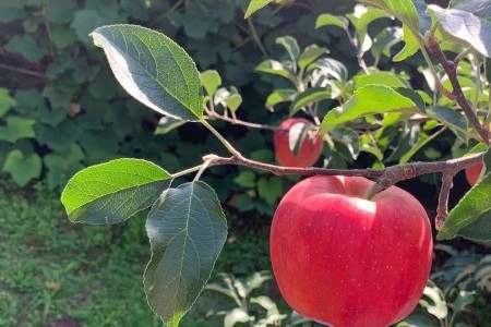 长水韩牛·苹果节장수한우랑사과랑축제