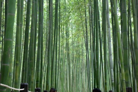 太和江国家庭園 十里竹林（天の川の道）（태화강 국가정원 십리대숲 (은하수길)）