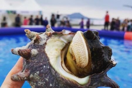 济州牛岛海螺庆典
