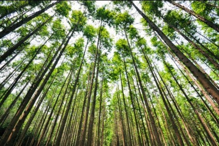 Beoryeong-ri Metasequoia Trail (벌영리 메타세콰이어길)