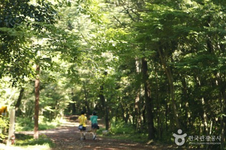 Seogwipo Healing Forest
